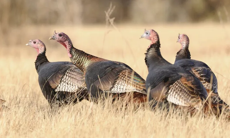 Four wild turkeys walking through dry golden grass in an open field