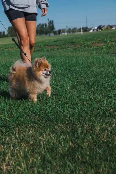 Fluffy orange Pomeranian on a leash trotting across a green grass field beside a person's legs