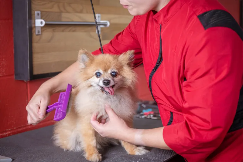 Groomer in a red jacket brushing a fluffy tan Pomeranian with a purple brush