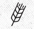 Simple line drawing of a wheat stalk