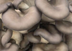 Cluster of fresh oyster mushrooms with gray-brown caps