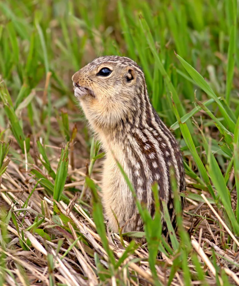 Striped ground squirrel standing upright among green grass blades