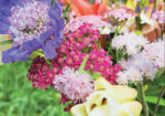 Close-up of mixed purple, pink, and white wildflowers in bloom