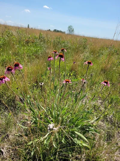Purple coneflowers blooming in a sunny open prairie grassland under a blue sky