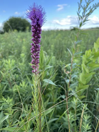 Tall purple wildflower spike rising above a lush green prairie meadow under a partly cloudy sky