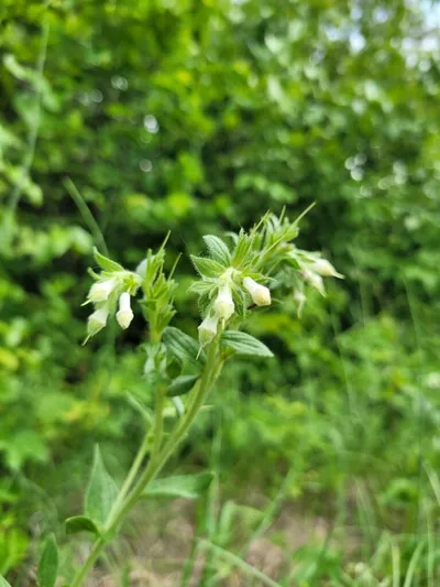 Slender wild plant with small white buds blooming amid lush green foliage
