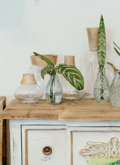 Tropical leaf cuttings in clear glass vases on a rustic wooden dresser