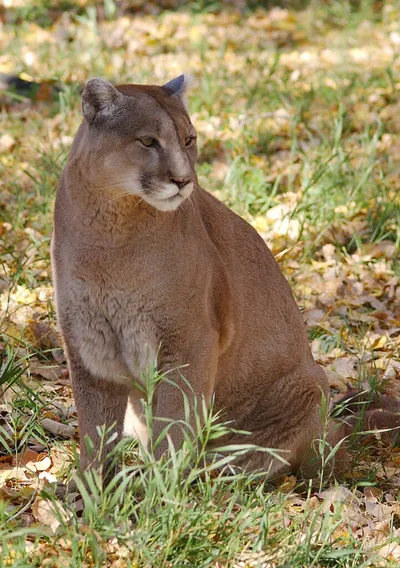 Mountain lion sitting alert in grass amid fallen autumn leaves