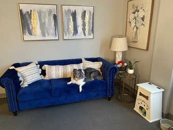 Collie dog resting on a blue velvet tufted sofa with decorative pillows