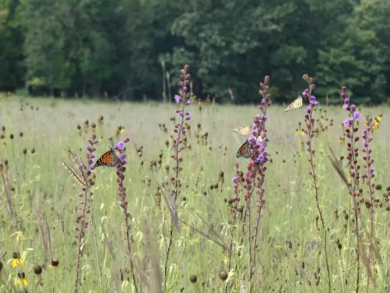 Three monarch butterflies on tall purple wildflowers in a grassy meadow with trees behind