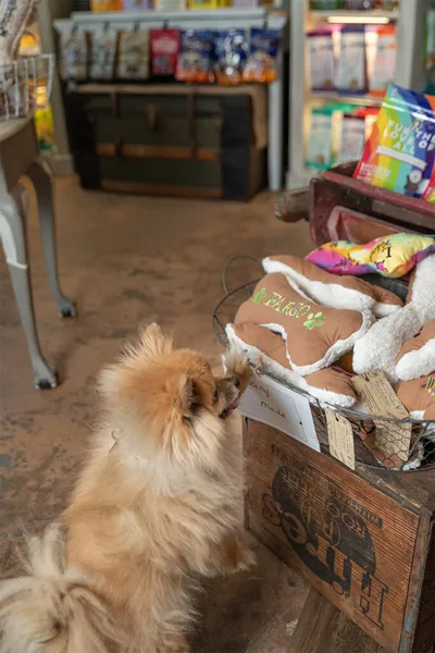 Fluffy Pomeranian pawing at a basket of bone-shaped toys in a pet shop