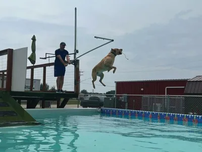 Large tan dog leaping off a dock into an outdoor pool as a man watches