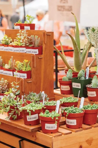 Assorted succulents and cacti in red pots displayed on a wooden tiered stand at an outdoor market