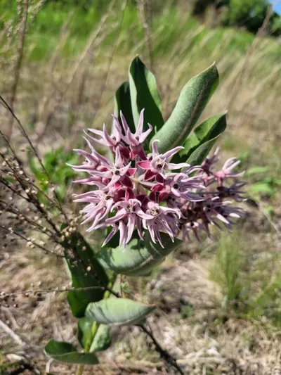 Cluster of pale pink wildflowers with broad green leaves in a dry grassy field
