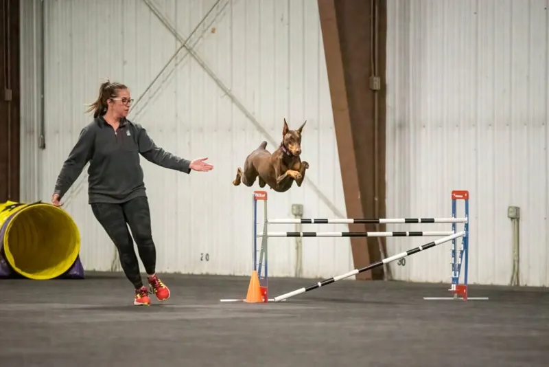 Woman in gray sweatshirt guides a Doberman mid-jump over an agility hurdle indoors