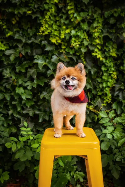 Fluffy Pomeranian wearing a red plaid bandana stands on a yellow stool against a leafy green wall
