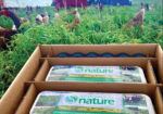 Cardboard box of packaged greens in a leafy outdoor market garden