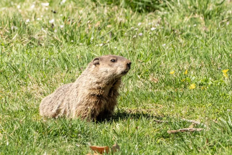 A groundhog sits alert in green grass dotted with small yellow wildflowers