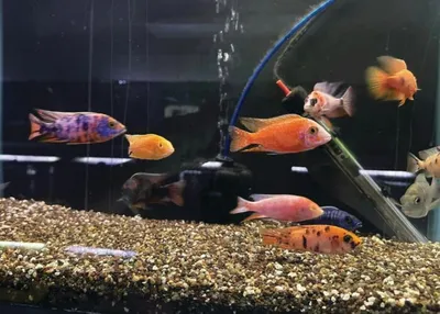 Colorful cichlids swimming in an aquarium with gravel substrate