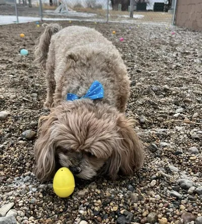 Two fluffy golden dogs sniff a yellow plastic Easter egg on a gravel surface