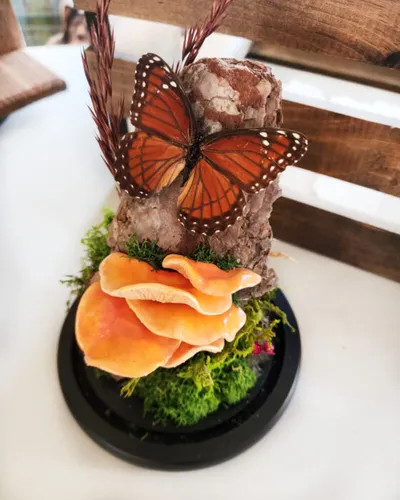 Orange butterfly perched on a mossy terrarium display with peach shelf fungi under a glass dome