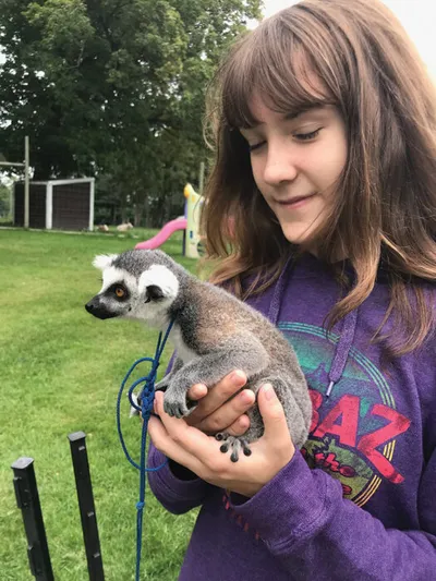 Young girl in a purple hoodie cradling a small ring-tailed lemur on a leash