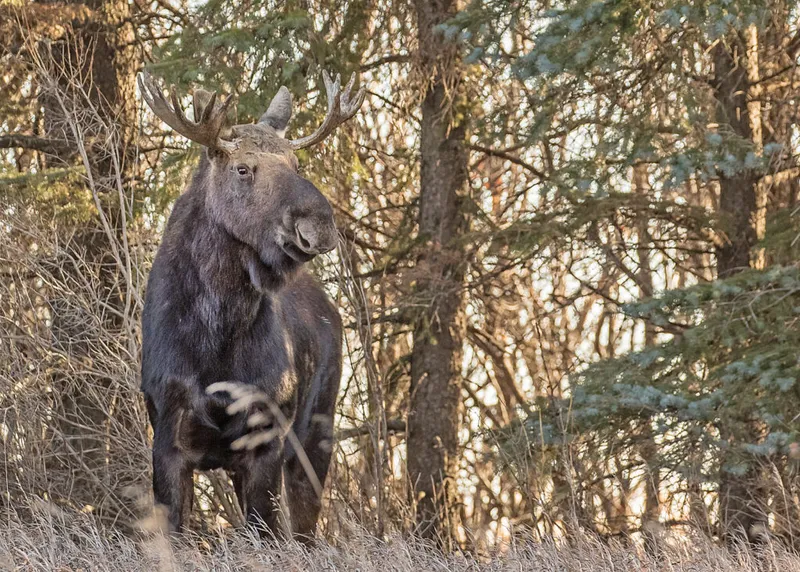 Bull moose with antlers standing among dry grass and evergreen trees
