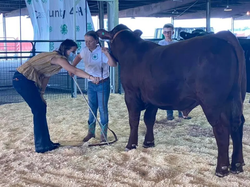 4-H member holds a red steer while a judge inspects it in a show barn