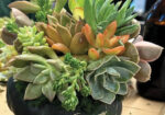 Close-up of a dense arrangement of mixed succulents in a dark pot