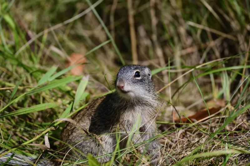 A small ground squirrel peers alertly through dense green grass