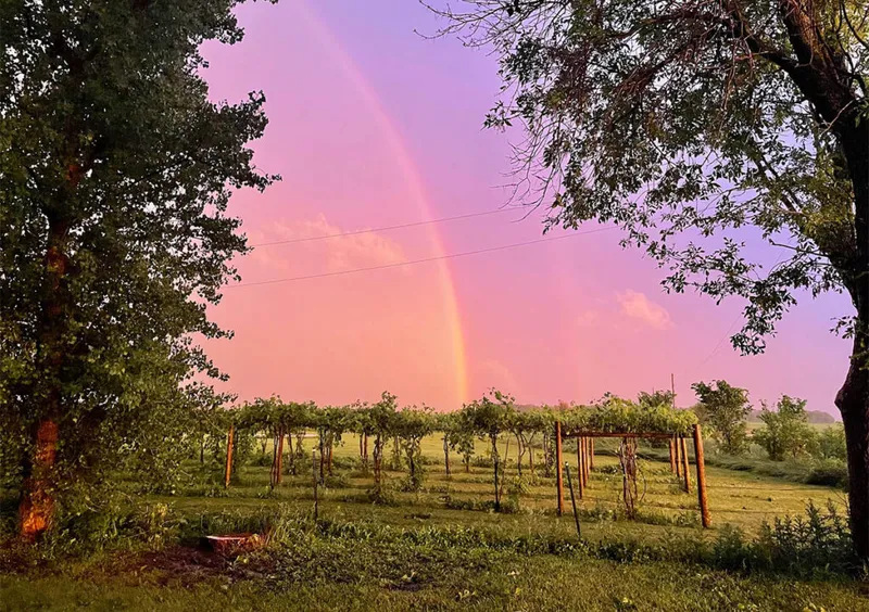 Double rainbow over a vineyard with trellised vines framed by trees at dusk