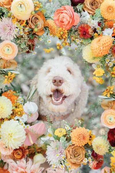 Fluffy cream-colored dog grinning, framed by a lush wreath of orange, yellow, and pink blooms