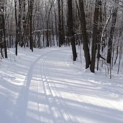 Groomed cross-country ski trail winding through a snow-covered winter forest