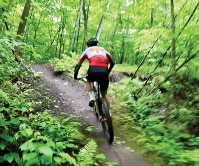 Mountain biker riding a winding dirt trail through a dense green forest