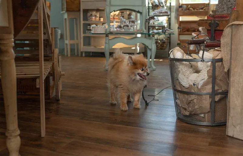 Fluffy orange Pomeranian on a leash trotting across hardwood floors inside a cozy shop