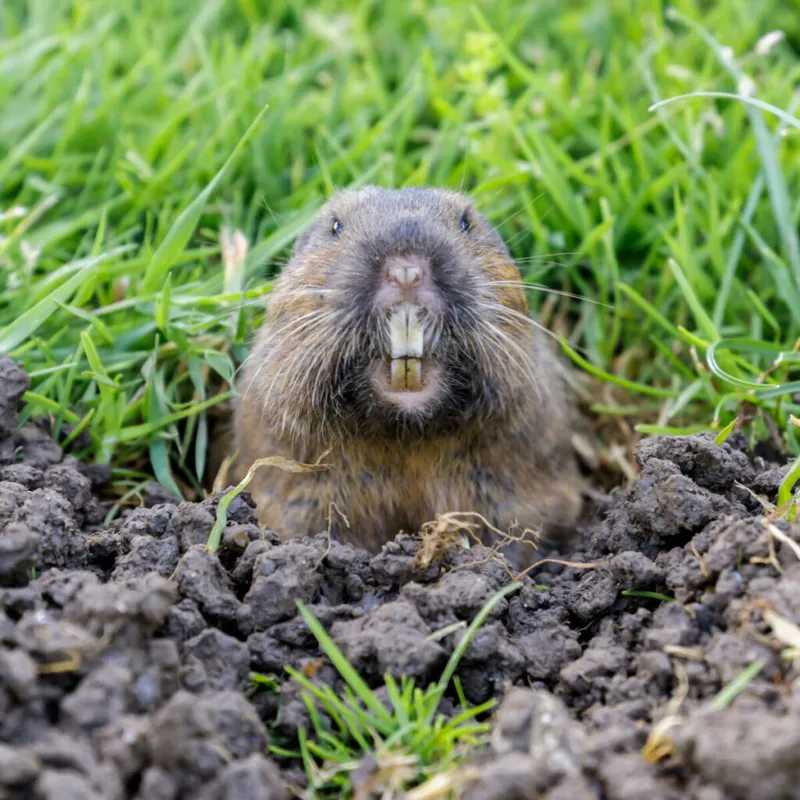 Pocket gopher poking its head from a dirt burrow surrounded by green grass