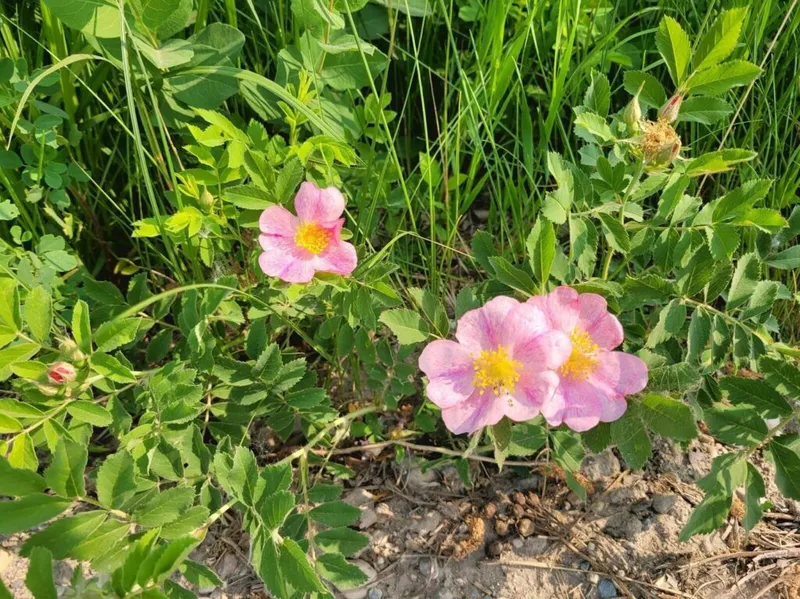 Two pink wild roses with yellow centers blooming among green foliage on sandy soil