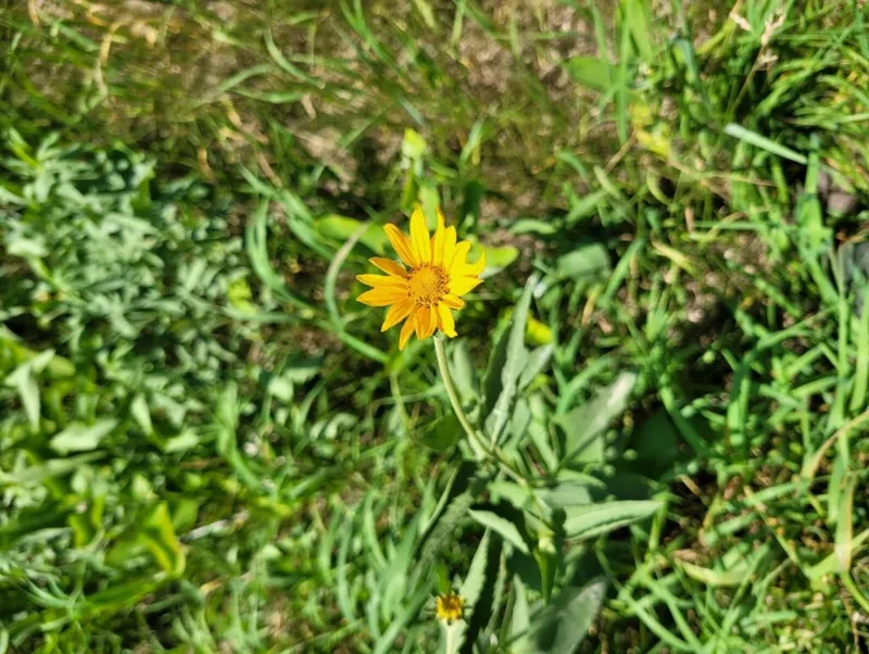 Single bright yellow wildflower blooming among green grass and weeds