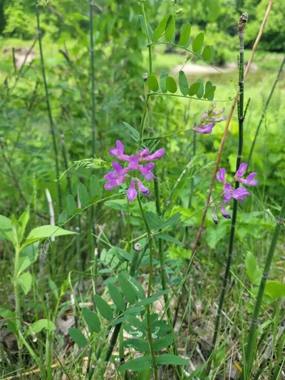 Wild purple vetch flowers blooming among green grasses and foliage