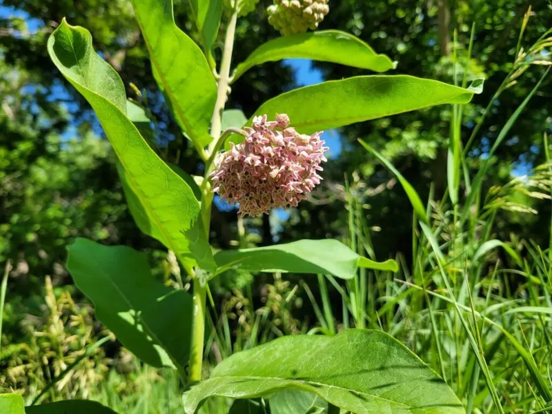 Pink milkweed flower cluster on a leafy green stalk in a sunny meadow