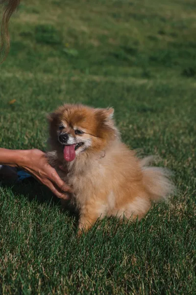 Fluffy golden Pomeranian lying on green grass with tongue out, being petted