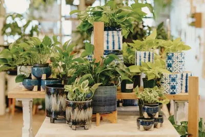 Pothos plants in blue-and-white ceramic pots arranged on wooden shelves in a shop