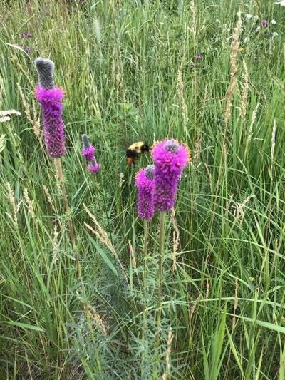 Bumblebee on bright purple prairie clover blooms amid tall green grasses