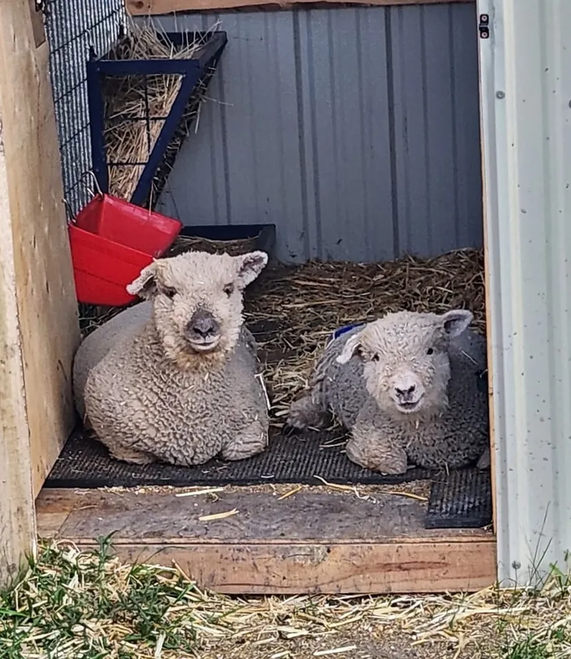 Two fluffy newborn lambs resting side by side in a small straw-filled barn stall