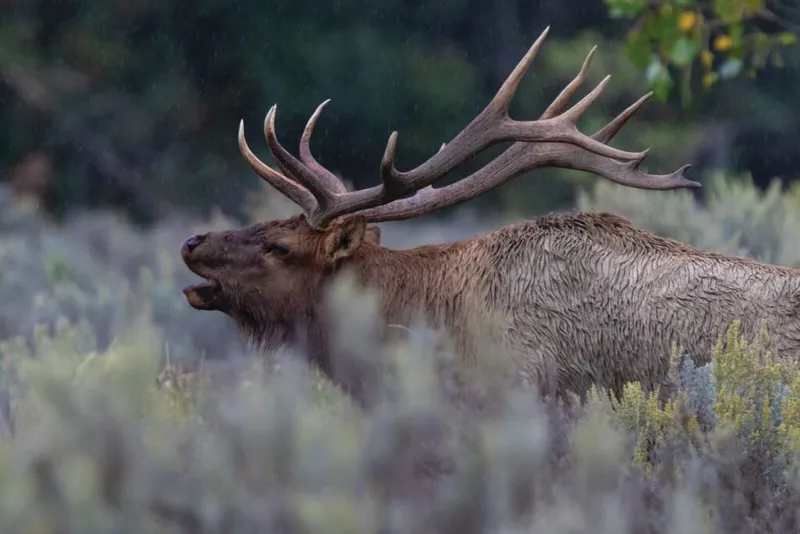 Bull elk bugling in sagebrush, large antlers visible, rain-dampened coat
