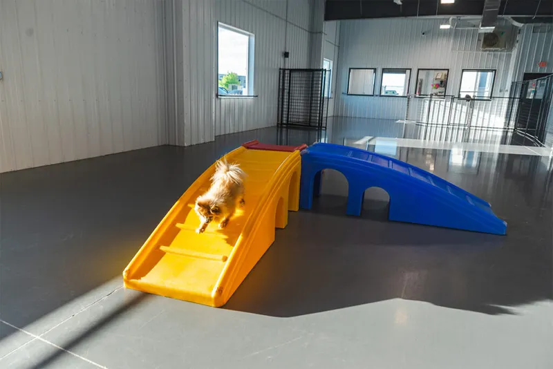 Fluffy small dog descending a yellow plastic ramp in a spacious indoor play facility