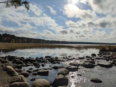 Rocky shoreline of a calm lake with marsh grasses and pine forest under a partly cloudy sky