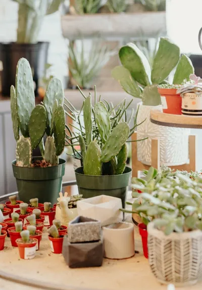 Assorted cacti and succulents in pots arranged on a wooden table inside a plant shop