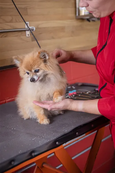 Fluffy Pomeranian on a grooming table held gently by a groomer in red