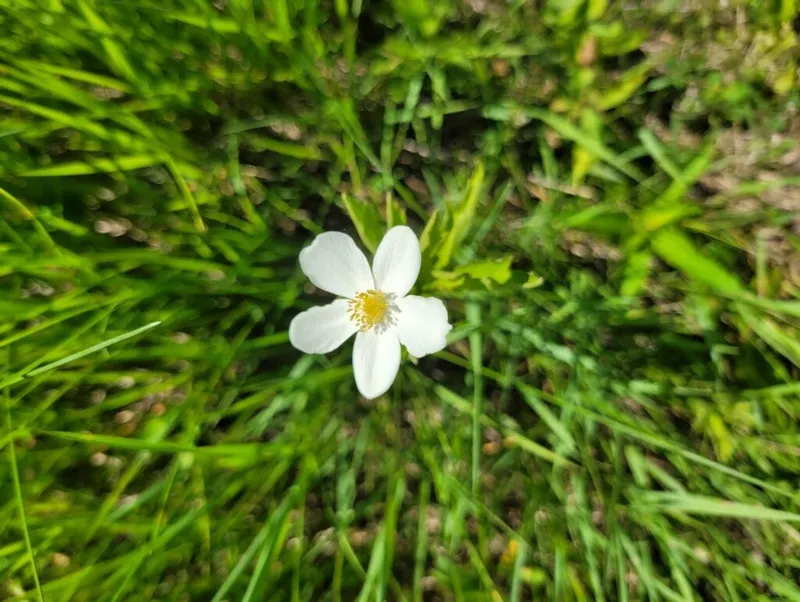 Small white wildflower with yellow center growing among green grass